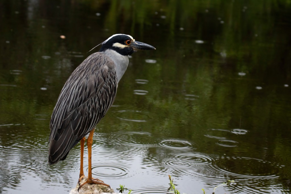 Yellow-crowned Heron